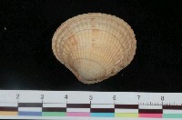 藏品(寬肋布紋簾蛤)的圖片